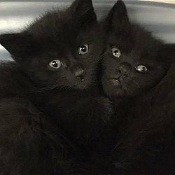 Thumbnail photo of W Litter Candice - Adopted 05.27.16 #3
