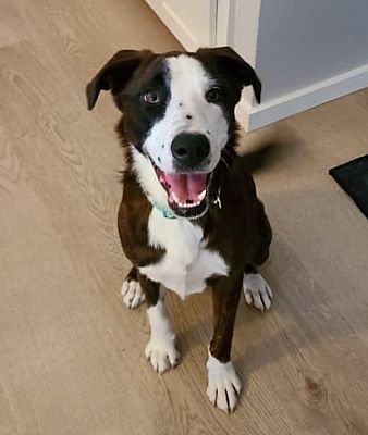 Buffalo, NY - Border Collie/Boxer. Meet LuckyDuck a Pet for Adoption ...