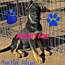 Photo of BELLA BLUE