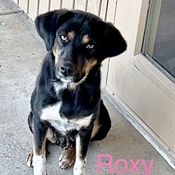 Thumbnail photo of Roxy Adoption Pending #1