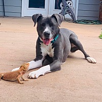 adopt a pet