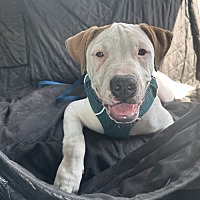 adopt a pet
