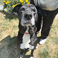 adopt a pet