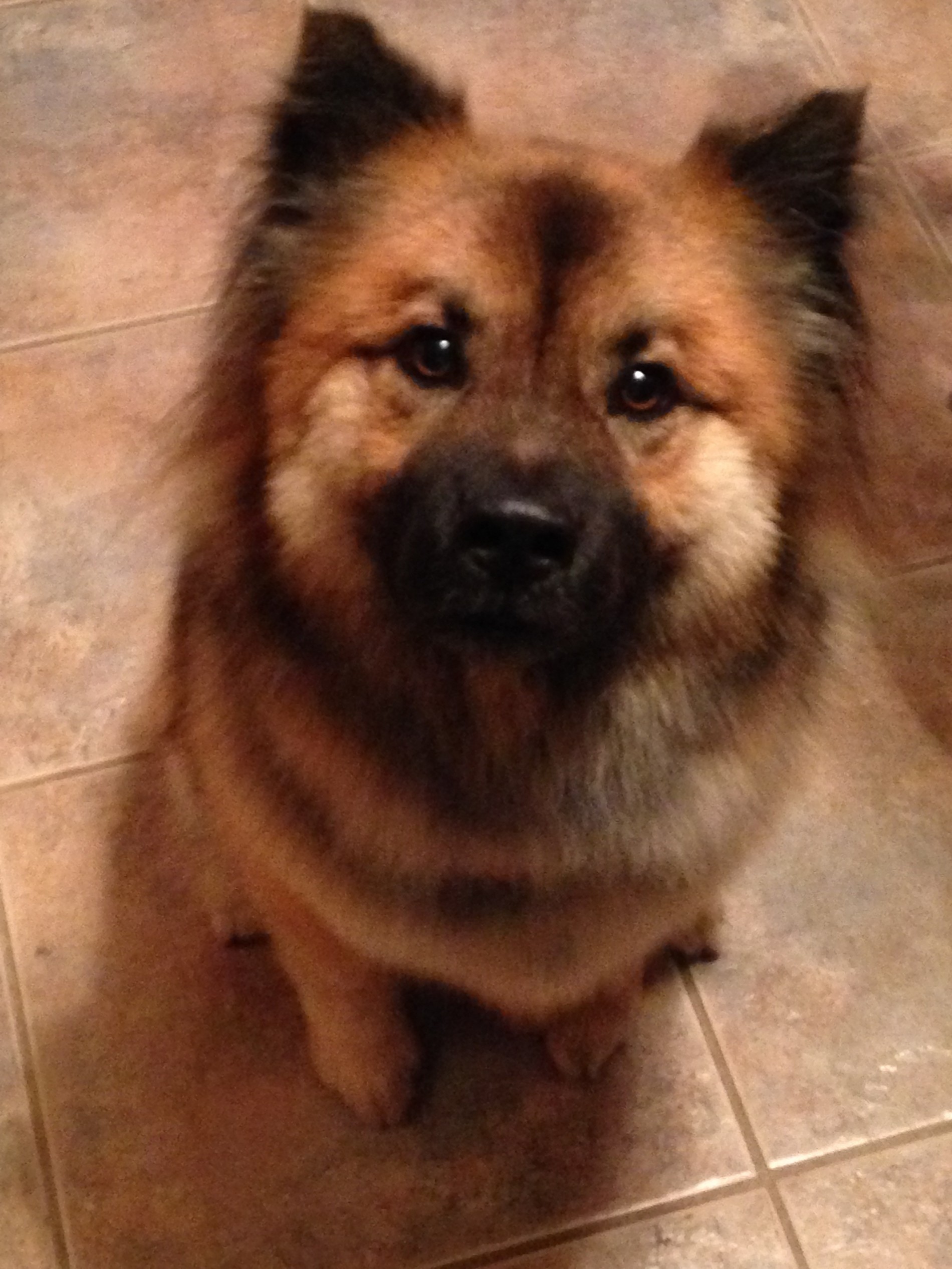 Fort Collins Co Keeshond Meet Mellow A Pet For Adoption
