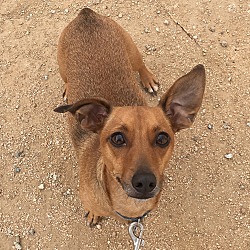 bonded pet photo