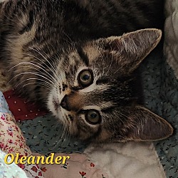 Thumbnail photo of Oleander  #3