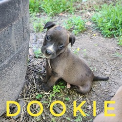Thumbnail photo of Dooku #3