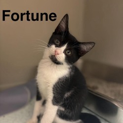 Thumbnail photo of Fortune #2