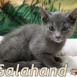 Photo of Galahand