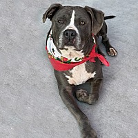 adopt a pet