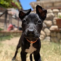 adopt a pet