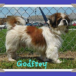 Thumbnail photo of Godfrey #3