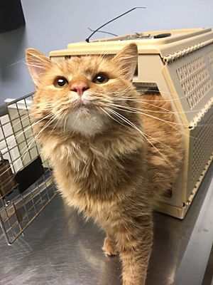 Albany Ny Domestic Longhair Meet Mocha A Pet For Adoption