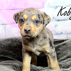 Thumbnail photo of Koby~adopted! #2