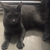 Available Pets At Cozy Cat Cottage Adoption Center In Powell Ohio