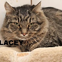 North Toronto Cat Rescue In Markham Ontario