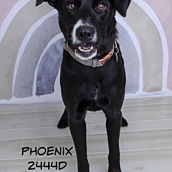 Photo of Phoenix