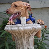 adopt a pet