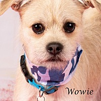 Photo of Wowie