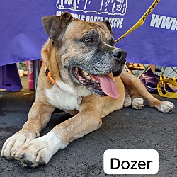 Thumbnail photo of DOZER #1
