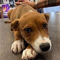 adopt a pet