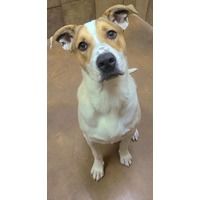 adopt-pet