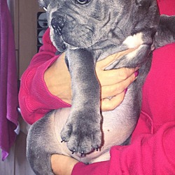 Photo of adopt tony blac french bulldog