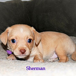 Photo of Sherman