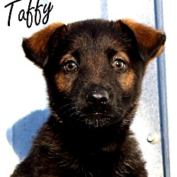 Thumbnail photo of Taffy~adopted! #3
