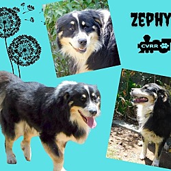 Photo of Zephyr