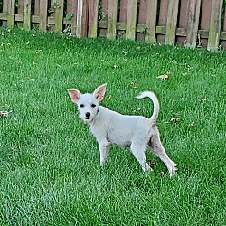 Thumbnail photo of Winnie the Maltese Mix Puppy #1