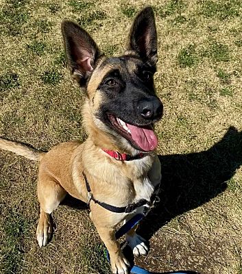 Edmonton, AB - Belgian Malinois. Meet Freya a Pet for Adoption ...