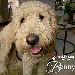 Photo of Benny - No Longer Accepting Applications