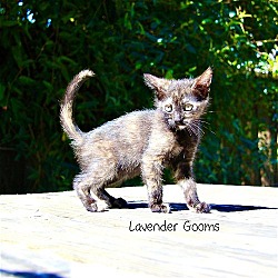 Photo of Lavender Gooms