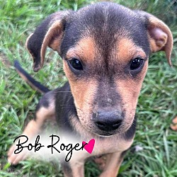 Photo of Bob Roger