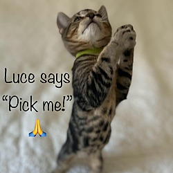 Thumbnail photo of Lucien ("Luce") #1