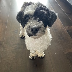 Thumbnail photo of Oreo #3