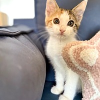 adopt a pet