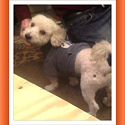 Thumbnail photo of Adopted!!Humphrey - IN #2