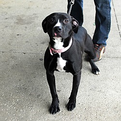 Thumbnail photo of Lucy-Adopted! #2