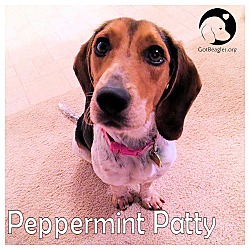 Thumbnail photo of Peppermint Paay #1