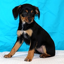 Thumbnail photo of Inka~adopted! #4