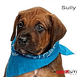 Photo of Sully