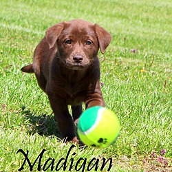 Thumbnail photo of Madigan~adopted! #2