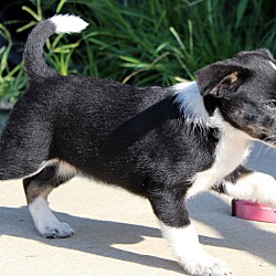 Thumbnail photo of Calliope~adopted! #3