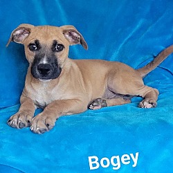 Photo of Bogey