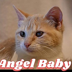 Photo of Angel Baby