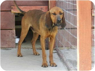 redbone coonhound bloodhound mix