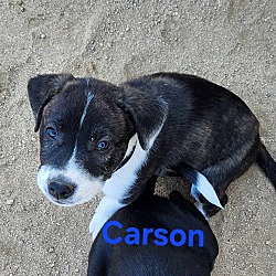 Thumbnail photo of Carson #4