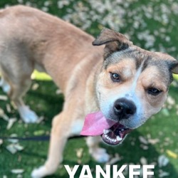 Thumbnail photo of Yankee #1